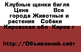 Клубные щенки бигля › Цена ­ 30 000 - Все города Животные и растения » Собаки   . Кировская обл.,Киров г.